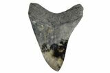 Fossil Megalodon Tooth - South Carolina #168056-1